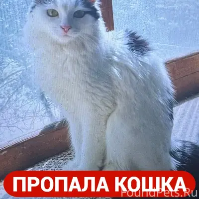Пропала кошка Лера, СНТ «Надежда», Орск