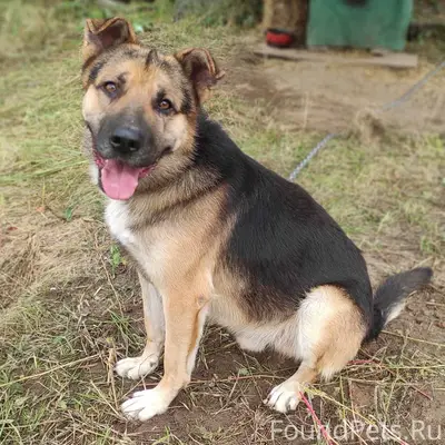 Пропала собака, Новобелицкий район