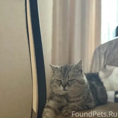 Пропал кот