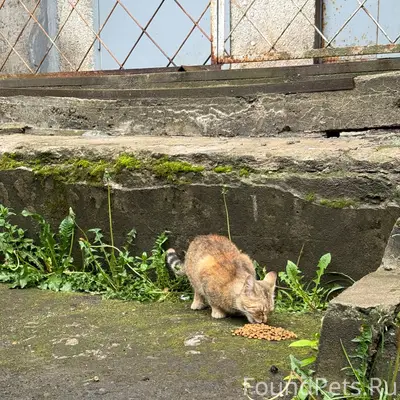 Найден котёнок, улица Ровио