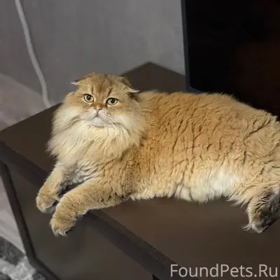 Пропал крупный кот, неизвестно место пропажи