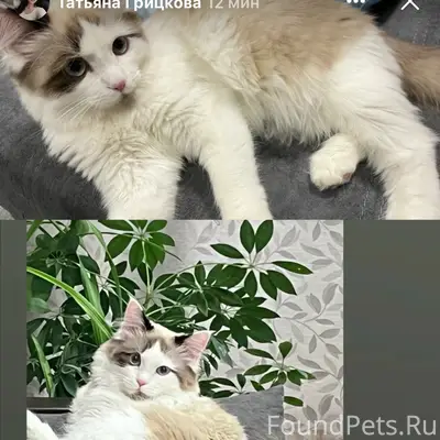 Пропал кот, свяжитесь по номеру