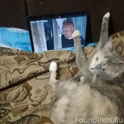 Пропала кошка Буся, микрорайон Давыдовский 1