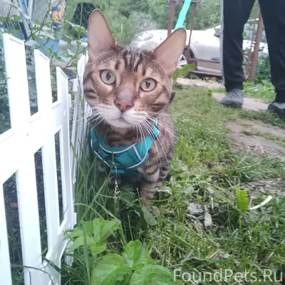 Найдена бенгальская кошка Марс