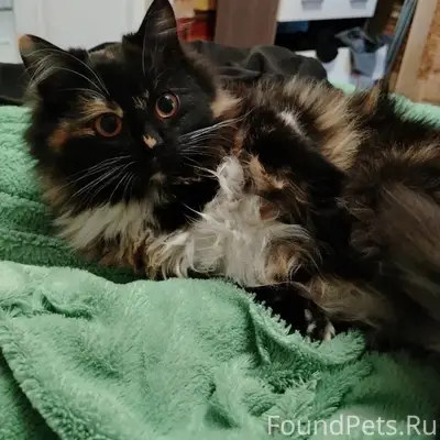 Пропала кошка Ася, ул. 3 Металлиста
