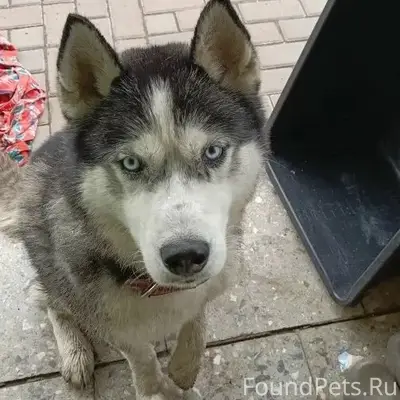 Найден хаски, Фокинский район