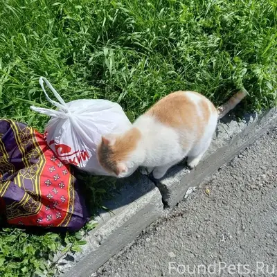 Найдена кошка, Екатеринбург, Старая Сортировка