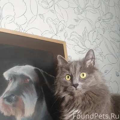 Пропала кошка, 26 мкр, ул Стаханова