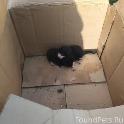 Найдены котята, Вязовский переулок