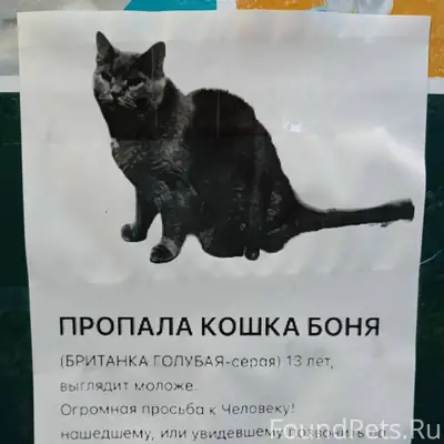 Пропала британка, ЮАО, Ялтинская