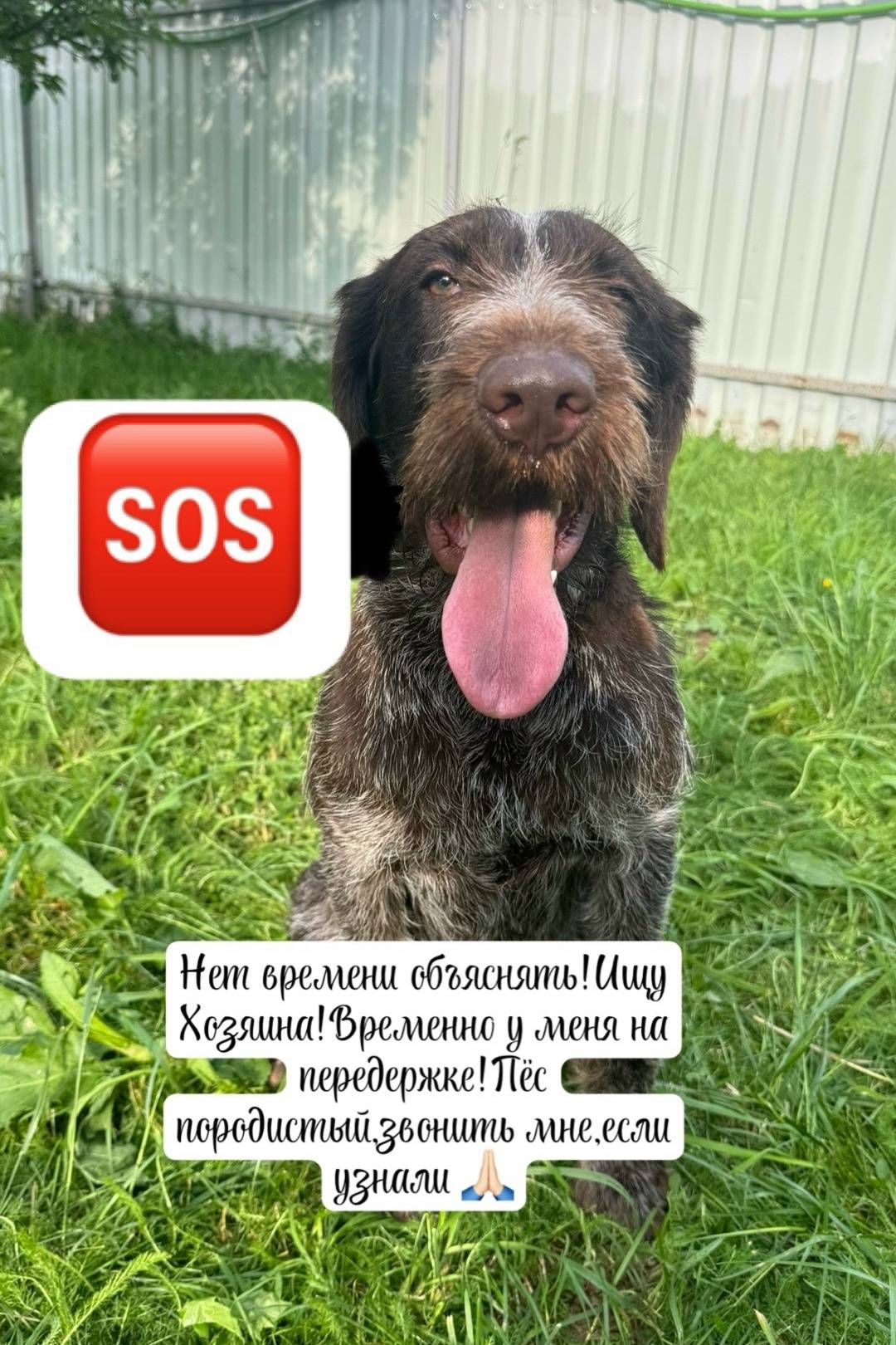 Найден дратхаар, Московская область