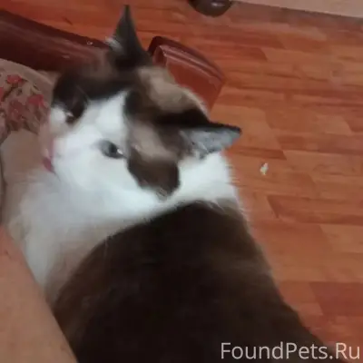 Пропала кошка, район водокачки