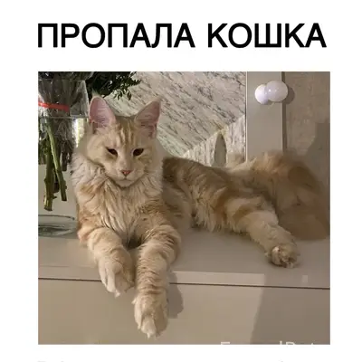 Пропала кошка, поселок Заозерье