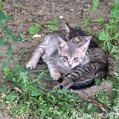 Найдена кошка с котятами, Ступино