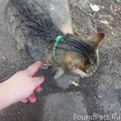 Найдена кошка, найдена около 3 детской больницы