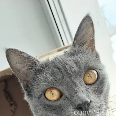 Пропала кошка, ул. Заводская 61