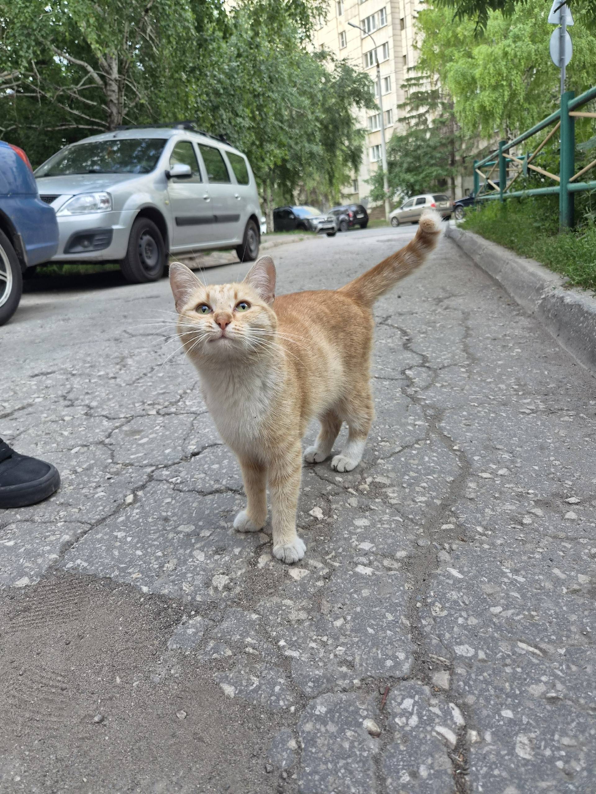 Найдена кошка, Самара