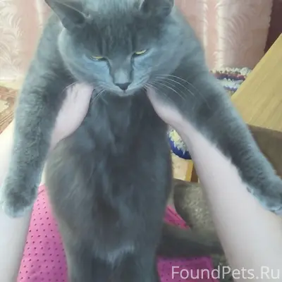 Пропал кот Максик