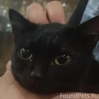 Найден котёнок (девочка), возле Сервиса (Магнит)