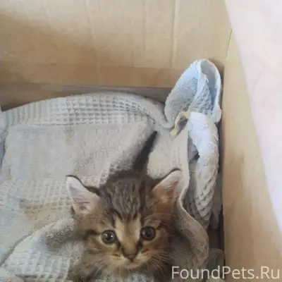 Найден котёнок-мальчик, в поле