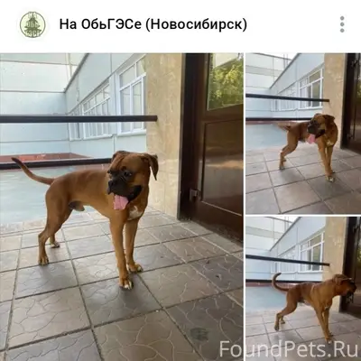 Найден пёс, ОбьГЭС, Новосибирск