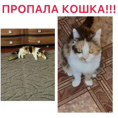Пропала кошка, Северо-Чемской жилмассив