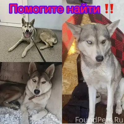Пропала метис хаски Белла, центр города