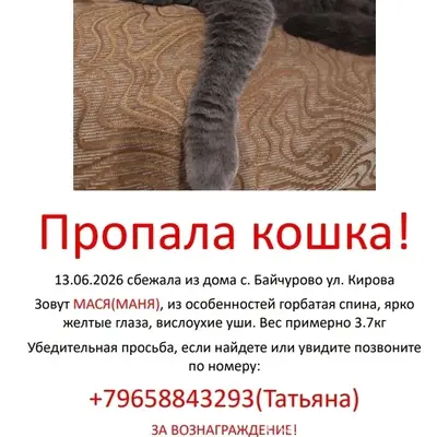 Пропала кошка Мася (Маня), с. Байчурово
