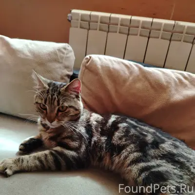 Найден котька