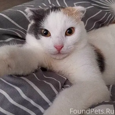 Пропала кошка Пушинка, Рябиновая 6