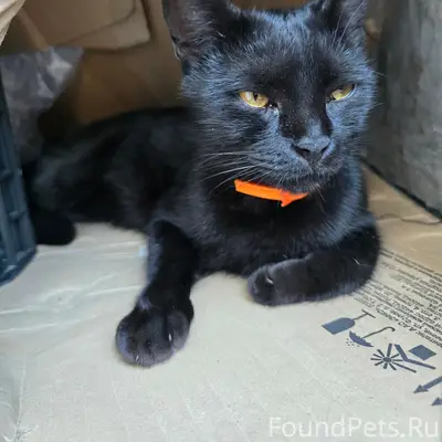 Найдена кошка, р-н тц Сокол