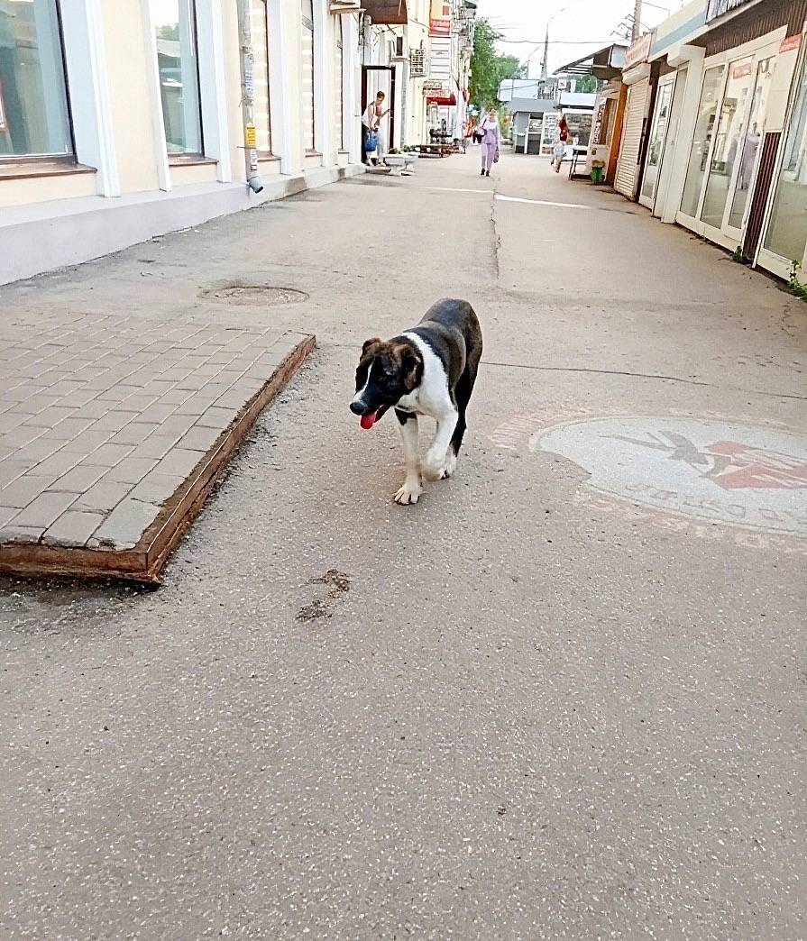 Найден щенок, около метро Советская
