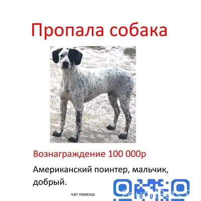 Пропала собака пойнтер/сеттер/курцхаар, Москва, МО, Руза