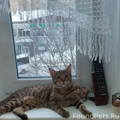 Пропал кот Лука, п. Парма