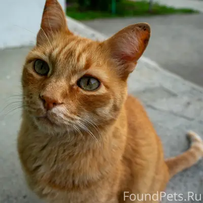Пропал кот Рыжик, Речная 4