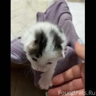 Найден котёнок-мальчик, 2–3 недели