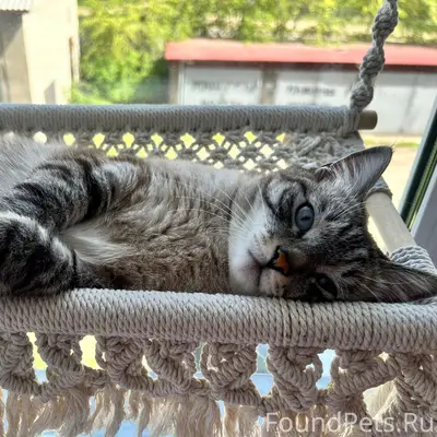Пропал похожий на сиамского кота, Улан-Удэ