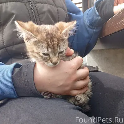 Найдена кошка, найденыш, месяц