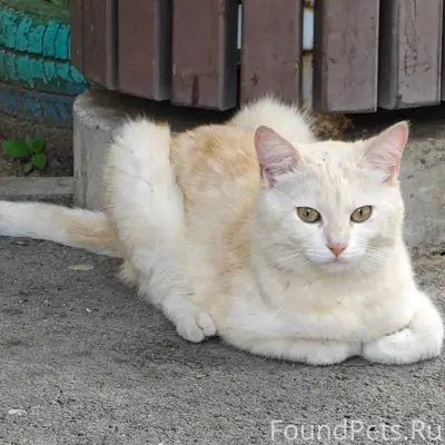 Найден котик, Центральный район, Волгоград