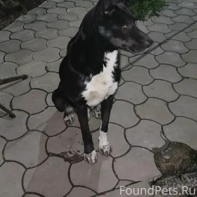 Пропал кобель Валет, улица Бородинская