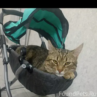 Пропал кот Кузя, район Кучур-Да