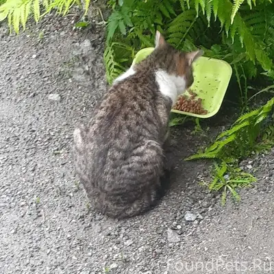 Найдена кошка, район улицы Шмидта