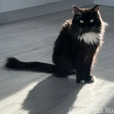 Пропала кошка Маруся, ТСН Солнечное озеро
