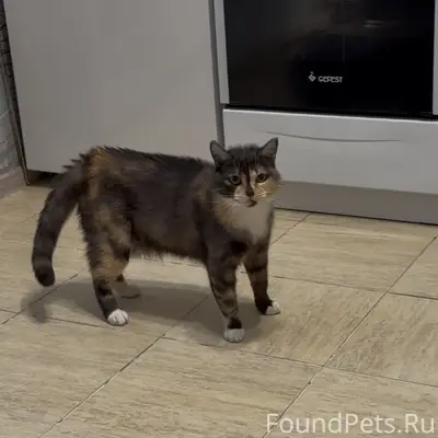 Пропала кошка Буся, Заельцовский район