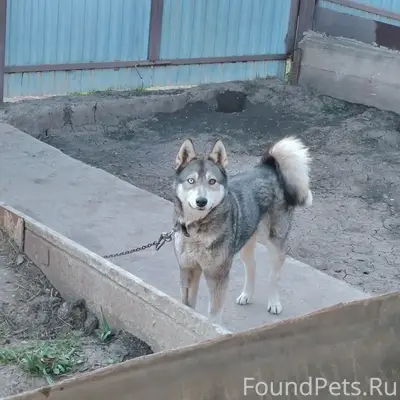 Пропала собака Найда, Зелёный посёлок и Муллино