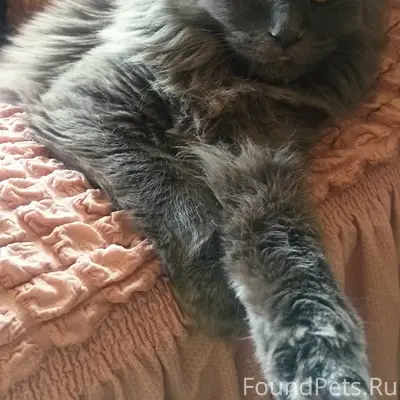 Пропала кошка, серая, пос. Колокша