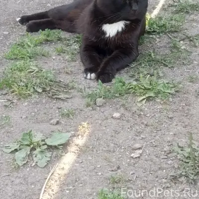 Пропал кот Феля, район Тарка