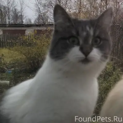 Пропал кот Феня, 3 Пролетарская