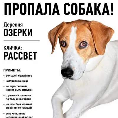 Пропал пёс Рассвет, большой, с рыжими пятнами