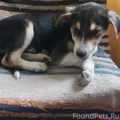 Найдена кошка, Верхняя Гурьевка